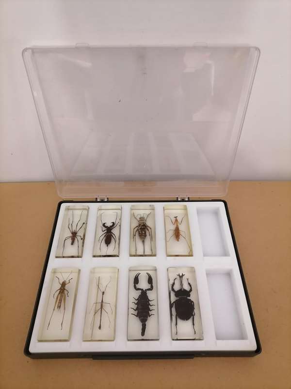 ORIGINAL SET OF 6 BIG INSECTS IN RESIN. NATIONAL GEOGRAPHIC. BEAUTIFUL. WITH PROTECTIVE CASING