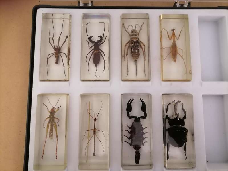 ORIGINAL SET OF 6 BIG INSECTS IN RESIN. NATIONAL GEOGRAPHIC. BEAUTIFUL. WITH PROTECTIVE CASING
