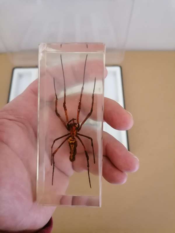 ORIGINAL SET OF 6 BIG INSECTS IN RESIN. NATIONAL GEOGRAPHIC. BEAUTIFUL. WITH PROTECTIVE CASING