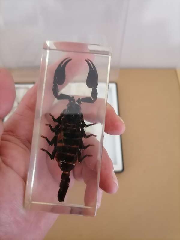 ORIGINAL SET OF 6 BIG INSECTS IN RESIN. NATIONAL GEOGRAPHIC. BEAUTIFUL. WITH PROTECTIVE CASING