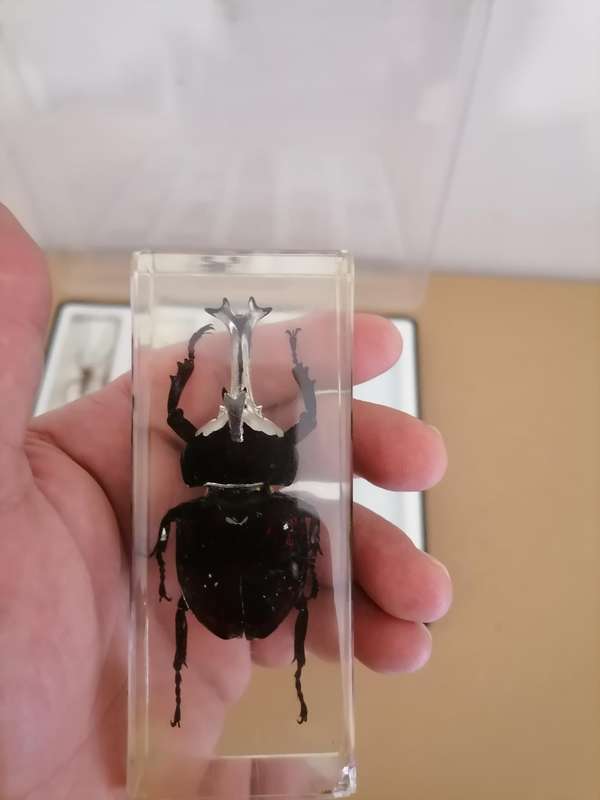 ORIGINAL SET OF 6 BIG INSECTS IN RESIN. NATIONAL GEOGRAPHIC. BEAUTIFUL. WITH PROTECTIVE CASING
