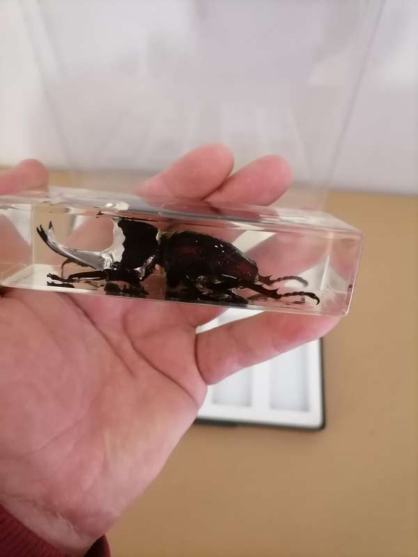 ORIGINAL SET OF 6 BIG INSECTS IN RESIN. NATIONAL GEOGRAPHIC. BEAUTIFUL. WITH PROTECTIVE CASING