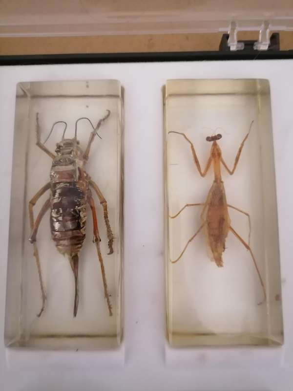 ORIGINAL SET OF 6 BIG INSECTS IN RESIN. NATIONAL GEOGRAPHIC. BEAUTIFUL. WITH PROTECTIVE CASING