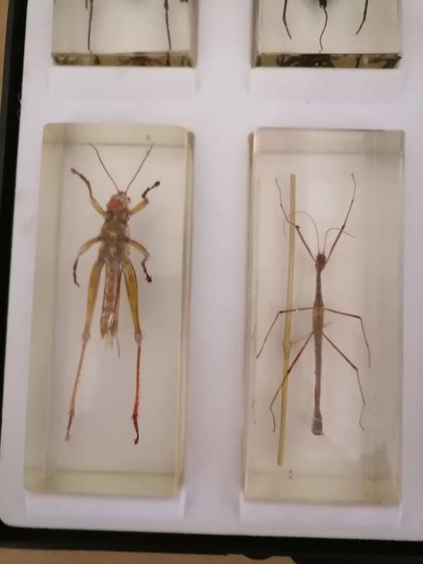 ORIGINAL SET OF 6 BIG INSECTS IN RESIN. NATIONAL GEOGRAPHIC. BEAUTIFUL. WITH PROTECTIVE CASING