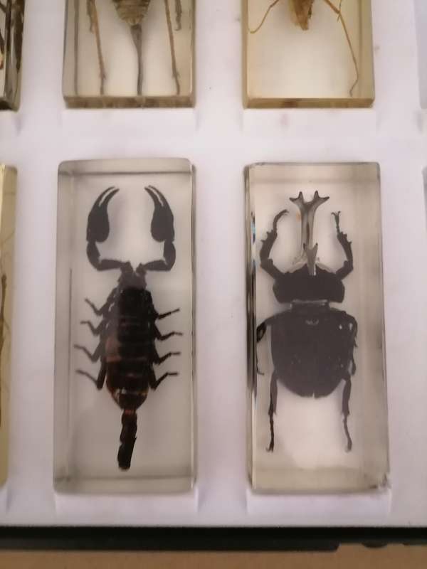 ORIGINAL SET OF 6 BIG INSECTS IN RESIN. NATIONAL GEOGRAPHIC. BEAUTIFUL. WITH PROTECTIVE CASING