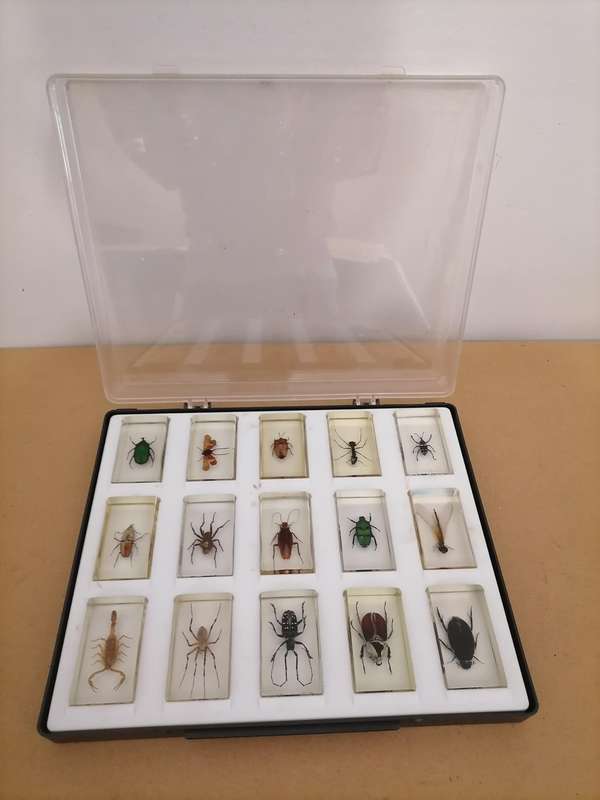ORIGINAL COMPLETE SET OF 15 BIG INSECTS IN RESIN. NATIONAL GEOGRAPHIC. BEAUTIFUL. WITH PROTECTIVE