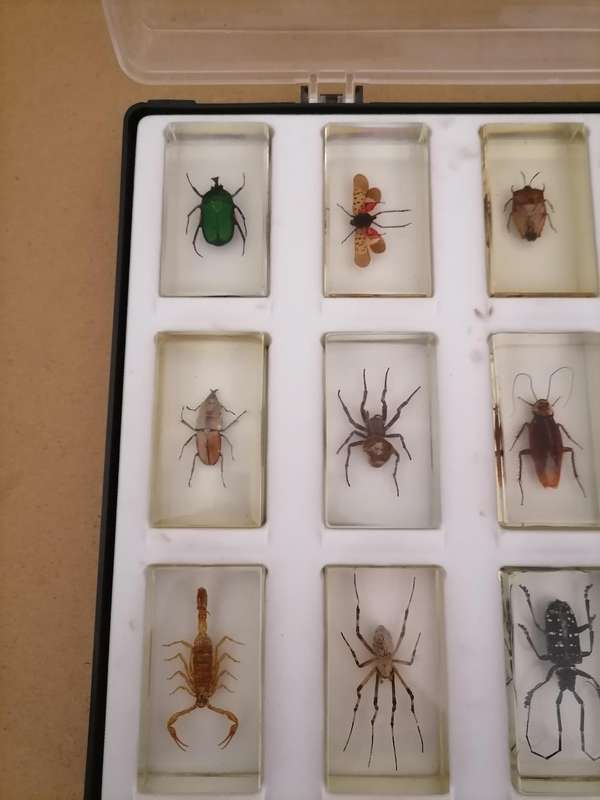 ORIGINAL COMPLETE SET OF 15 BIG INSECTS IN RESIN. NATIONAL GEOGRAPHIC. BEAUTIFUL. WITH PROTECTIVE