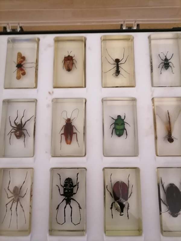 ORIGINAL COMPLETE SET OF 15 BIG INSECTS IN RESIN. NATIONAL GEOGRAPHIC. BEAUTIFUL. WITH PROTECTIVE