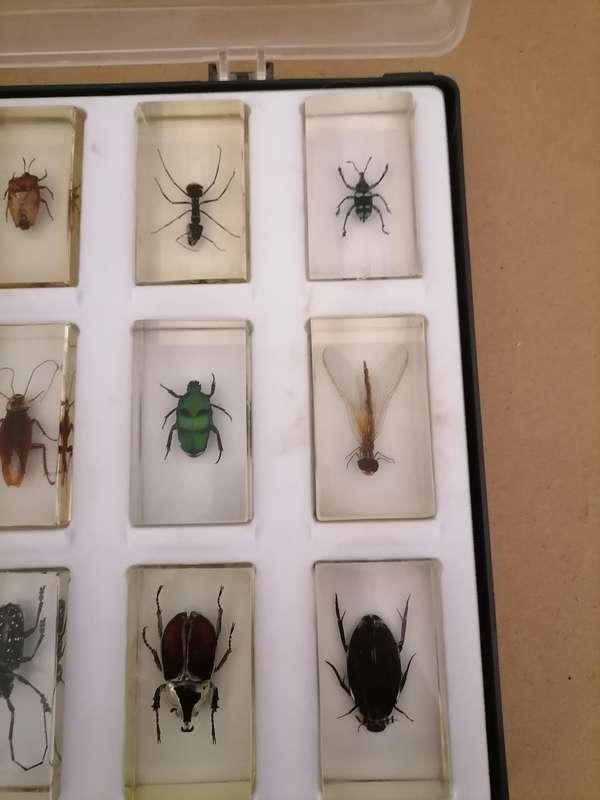 ORIGINAL COMPLETE SET OF 15 BIG INSECTS IN RESIN. NATIONAL GEOGRAPHIC. BEAUTIFUL. WITH PROTECTIVE