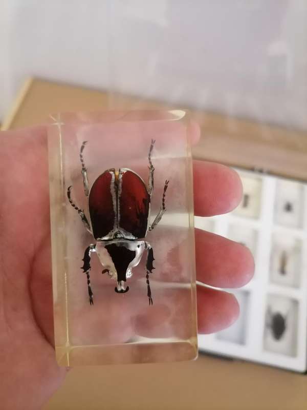 ORIGINAL COMPLETE SET OF 15 BIG INSECTS IN RESIN. NATIONAL GEOGRAPHIC. BEAUTIFUL. WITH PROTECTIVE