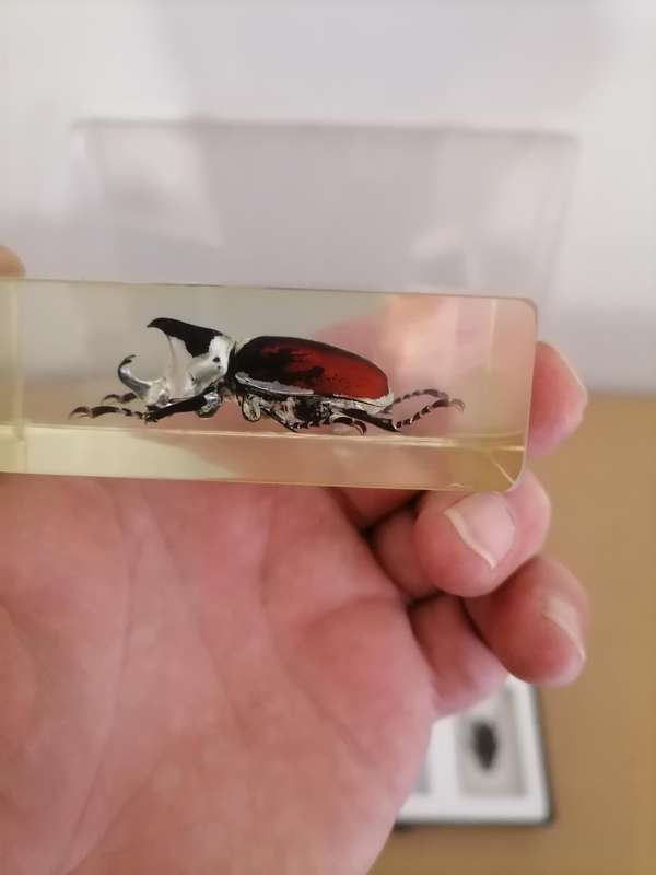 ORIGINAL COMPLETE SET OF 15 BIG INSECTS IN RESIN. NATIONAL GEOGRAPHIC. BEAUTIFUL. WITH PROTECTIVE