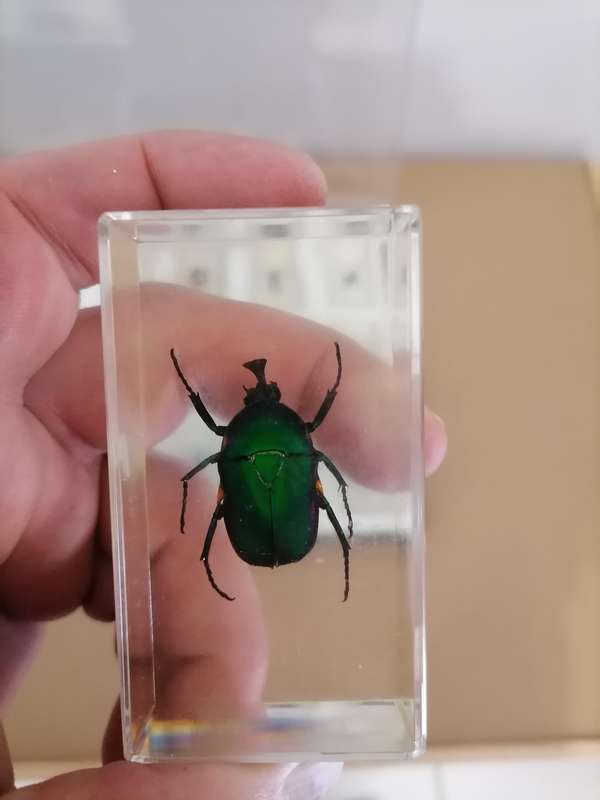 ORIGINAL COMPLETE SET OF 15 BIG INSECTS IN RESIN. NATIONAL GEOGRAPHIC. BEAUTIFUL. WITH PROTECTIVE