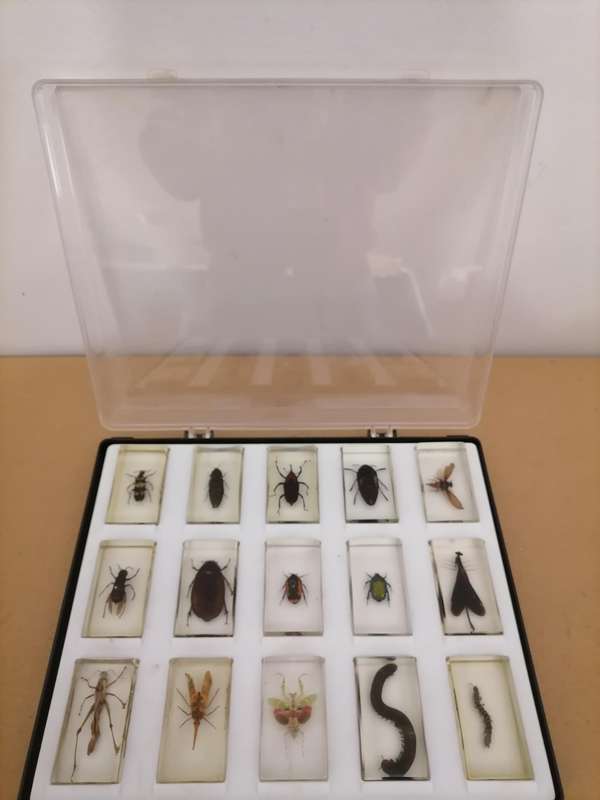 ORIGINAL COMPLETE SET OF 15 BIG INSECTS IN RESIN. NATIONAL GEOGRAPHIC. BEAUTIFUL. WITH PROTECTIVE CA