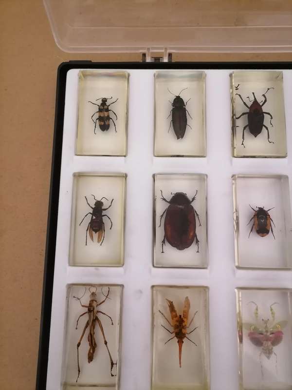 ORIGINAL COMPLETE SET OF 15 BIG INSECTS IN RESIN. NATIONAL GEOGRAPHIC. BEAUTIFUL. WITH PROTECTIVE CA