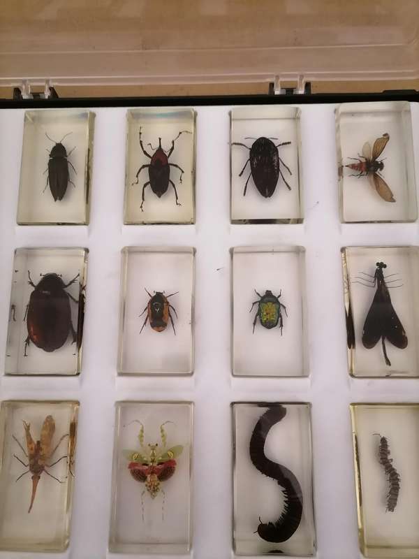 ORIGINAL COMPLETE SET OF 15 BIG INSECTS IN RESIN. NATIONAL GEOGRAPHIC. BEAUTIFUL. WITH PROTECTIVE CA