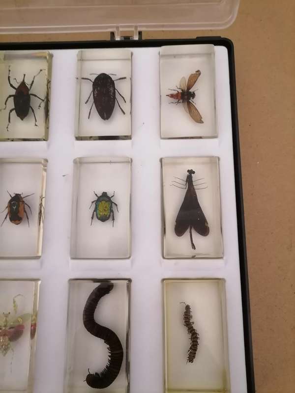 ORIGINAL COMPLETE SET OF 15 BIG INSECTS IN RESIN. NATIONAL GEOGRAPHIC. BEAUTIFUL. WITH PROTECTIVE CA