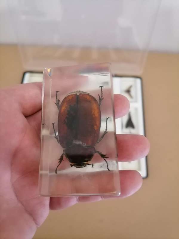 ORIGINAL COMPLETE SET OF 15 BIG INSECTS IN RESIN. NATIONAL GEOGRAPHIC. BEAUTIFUL. WITH PROTECTIVE CA