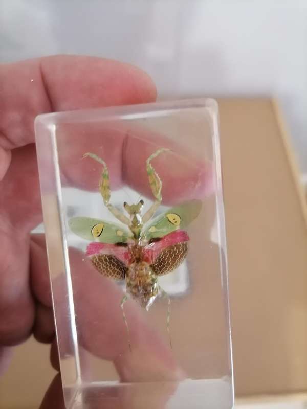 ORIGINAL COMPLETE SET OF 15 BIG INSECTS IN RESIN. NATIONAL GEOGRAPHIC. BEAUTIFUL. WITH PROTECTIVE CA