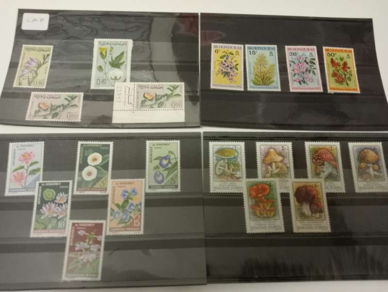 HUGE THEMATICS COLLECTION ALL ON 32 STOCK CARDS,paintings,plants etc etc-ALL UMM, BARGAIN