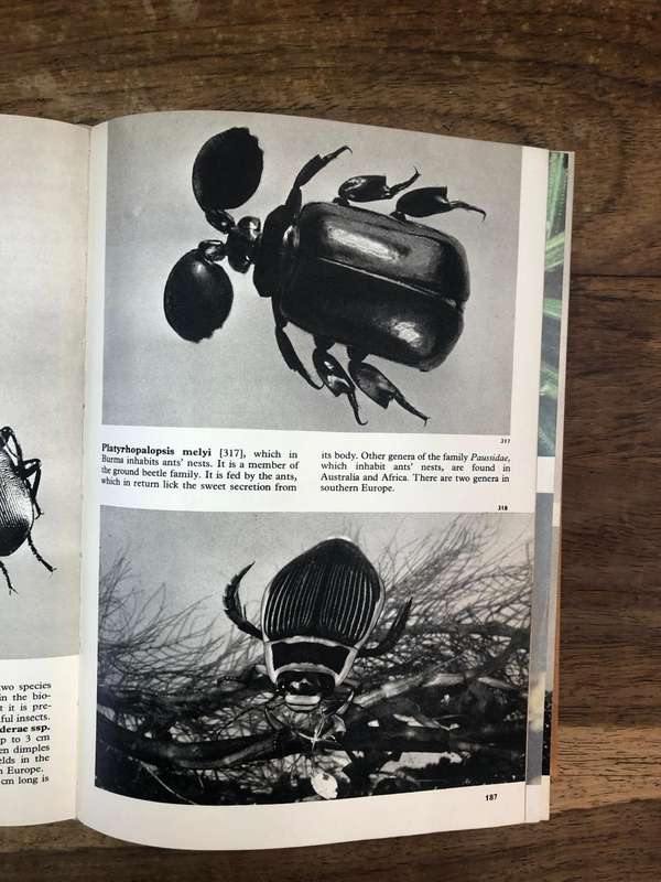 The Pictorial Encyclopedia of Insects - Paul Hamlyn (Hardcover book with dj)