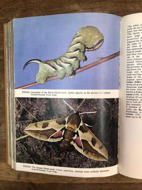 The Pictorial Encyclopedia of Insects - Paul Hamlyn (Hardcover book with dj)