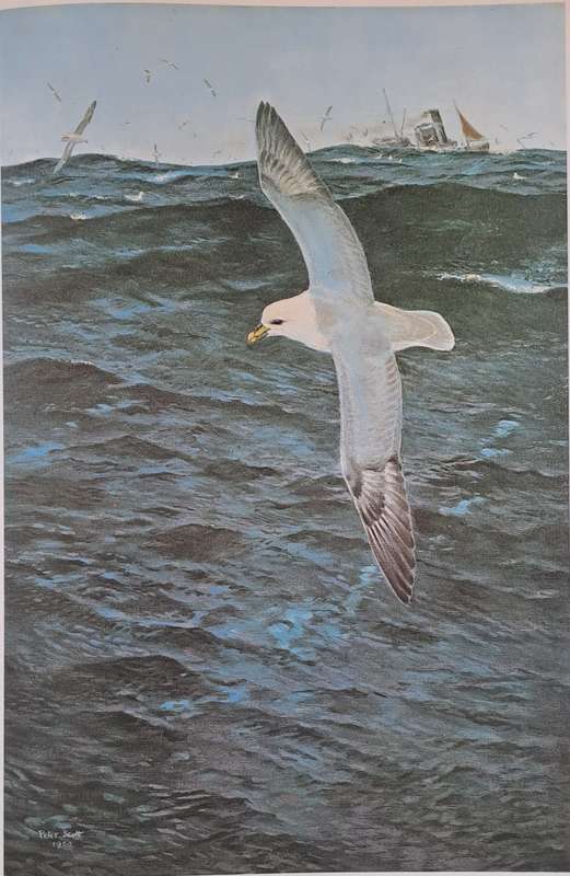 Peter Scott Observations of Wildlife - Phaidon . Oxford (Softcover)