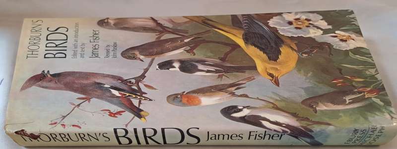 Thorburns Birds - James Fisher (Hardcover)