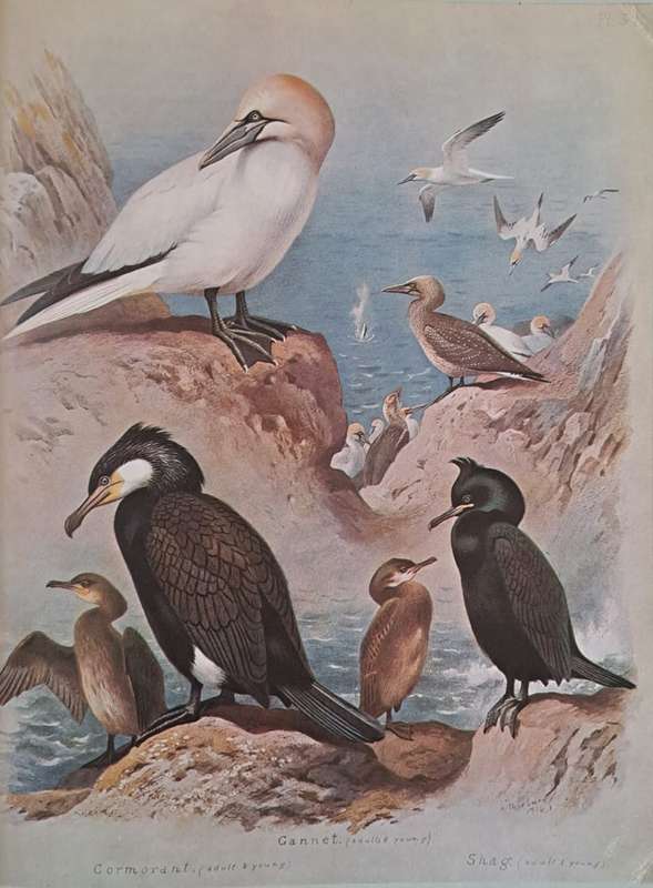 Thorburns Birds - James Fisher (Hardcover)