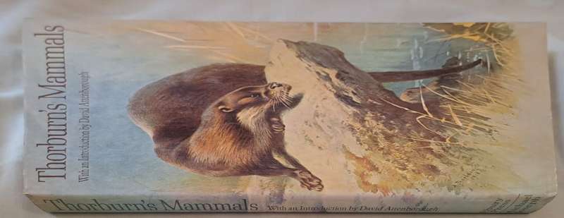 Thorburn's Mammals - David Attenborough (Hardcover)