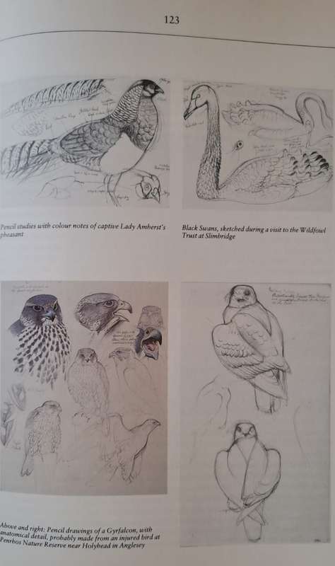 Tunnicliffes Birdlife - Noel Cusa (Softcover)