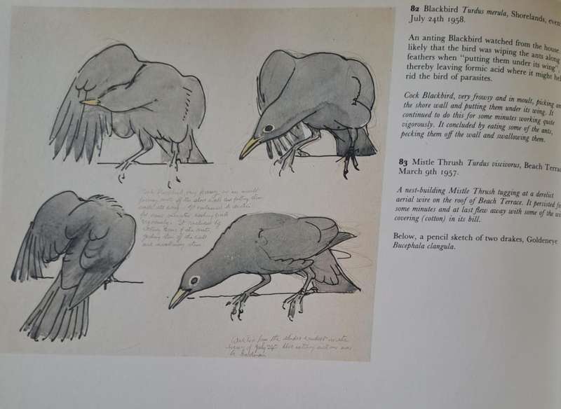 Sketches of bird life - Robert Gillmor (Hardcopy)