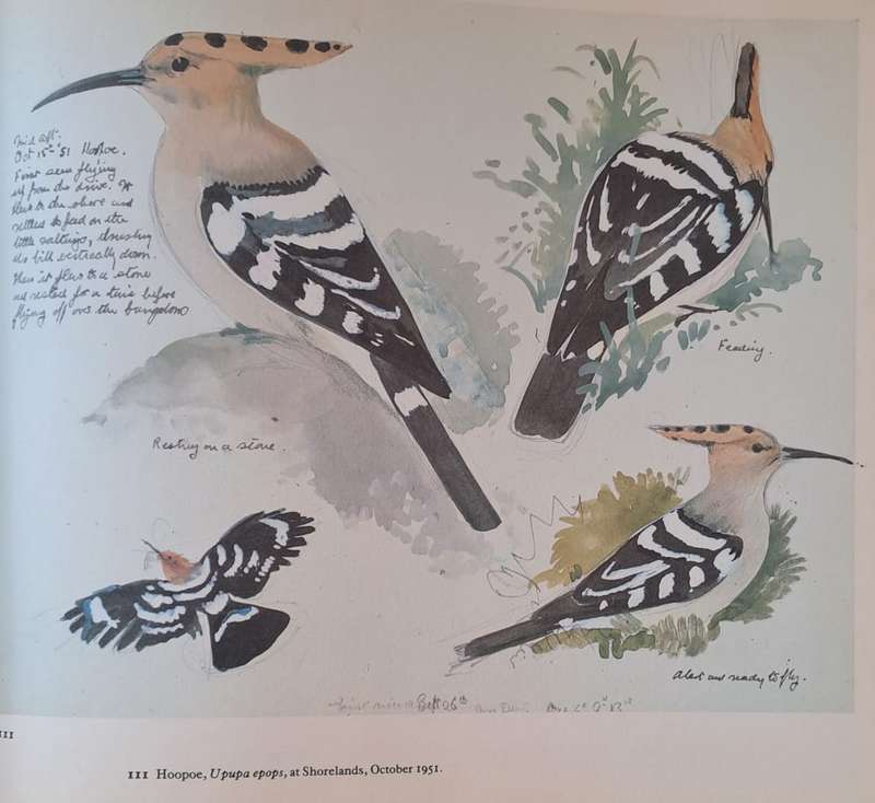 A Sketchbook of Birds - Ian Niall (Hardcopy)
