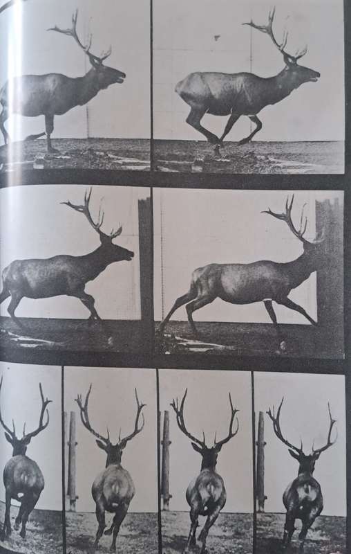 Animals in motion - Eadweard Muybridge (hard cover with dj)