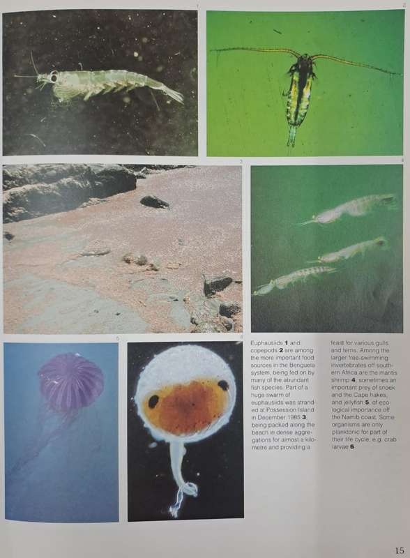 Secrets of the sea - A.I.L. Payne & R.J.M. Crawford (paperback)