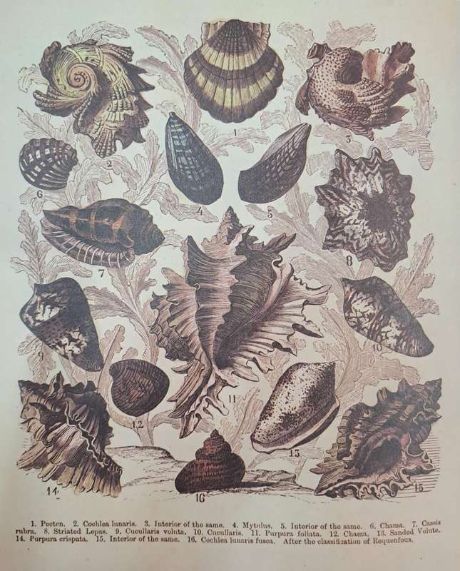 Shells - Mary Saul (hard cover with dj)