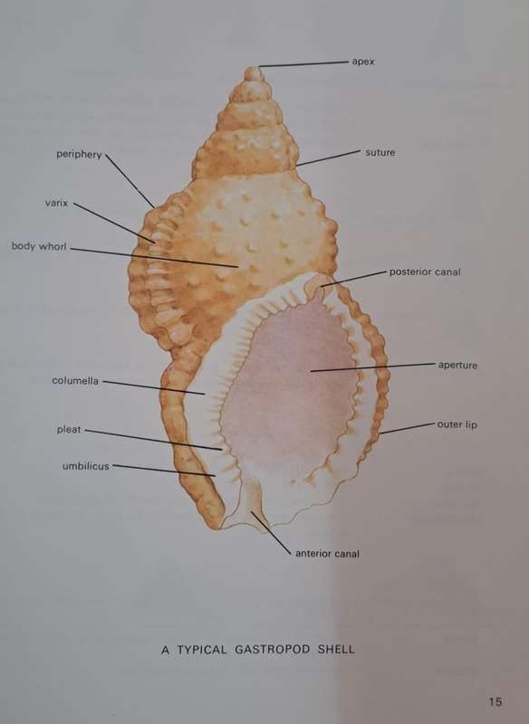 Sea-Shells - Brian Kensley (hard cover with dj)