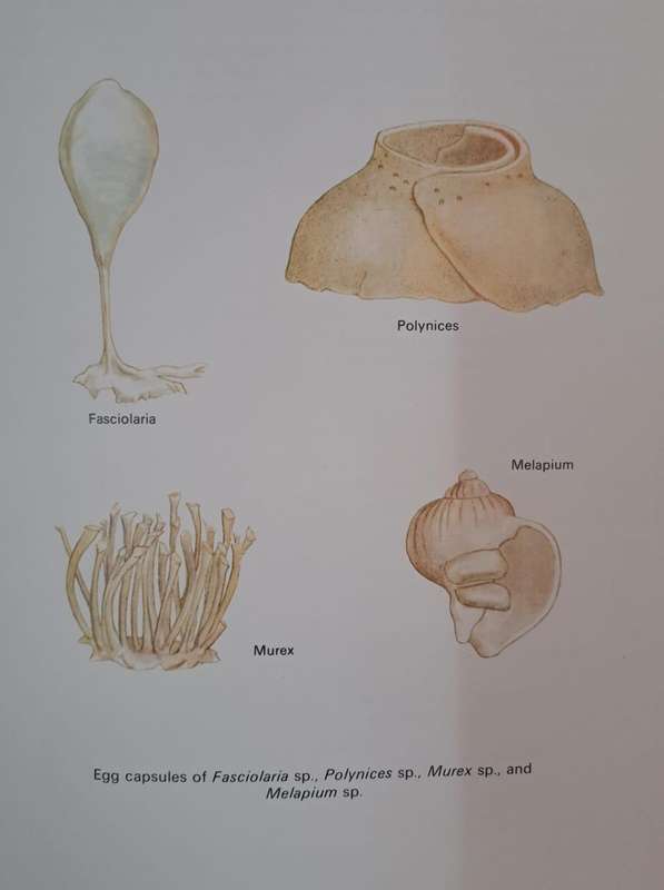 Sea-Shells - Brian Kensley (hard cover with dj)