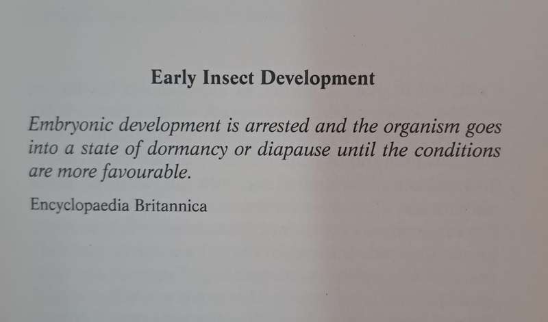 Even with insects-a novel - Barbara Erasmus (paperback)