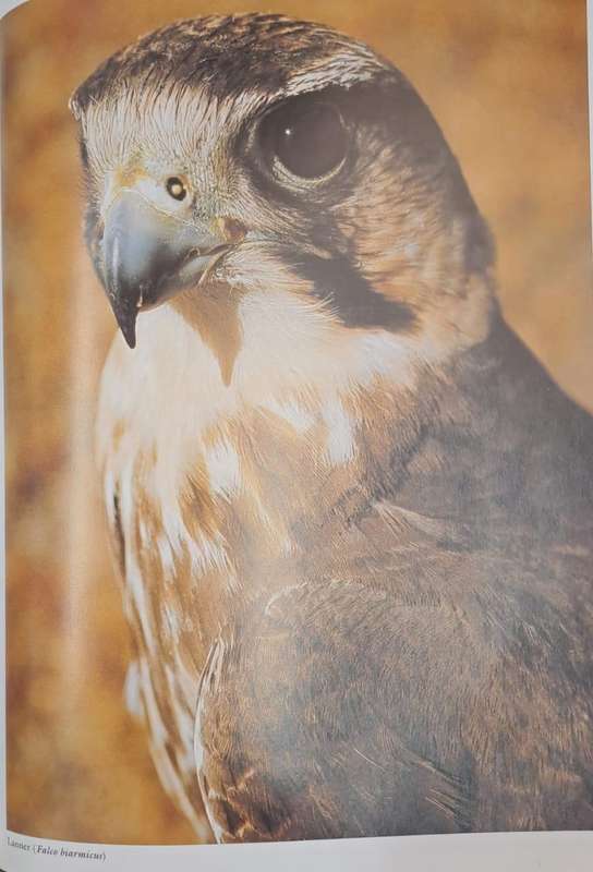 Everyone's guide to Birds of South Africa - Ian Sinclair (paperback)
