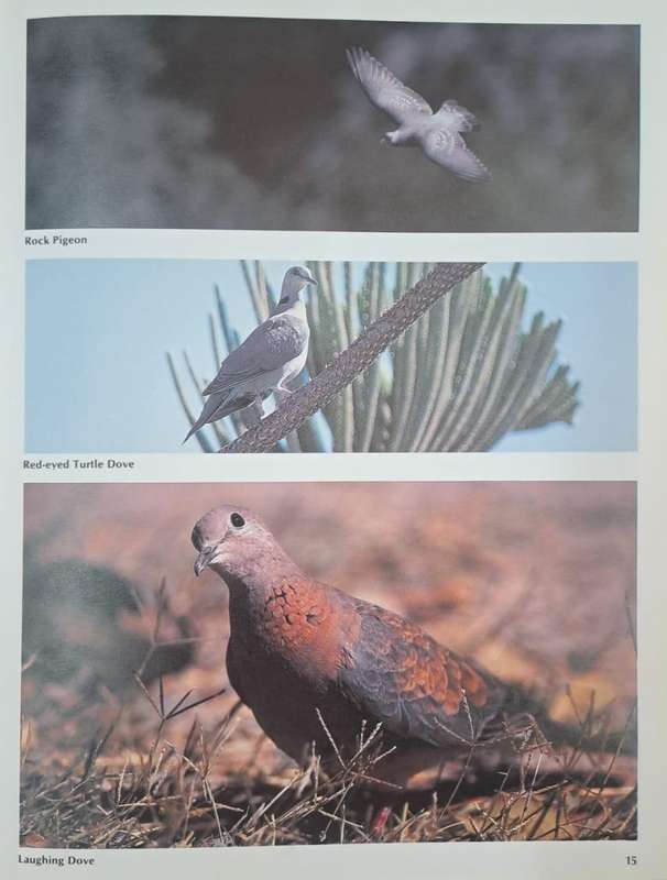 Everyone's guide to South African birds - John Sinclair and John Mendelsohn (Hard cover with dj)