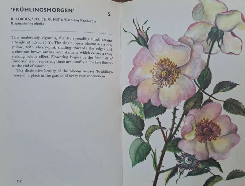 Roses - Luduik Večeřa (Hard cover)