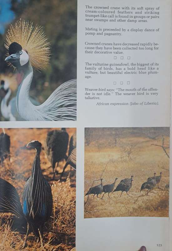 Legendary Africa in pictures and prose - Sue Fox (Hard cover with no dj)