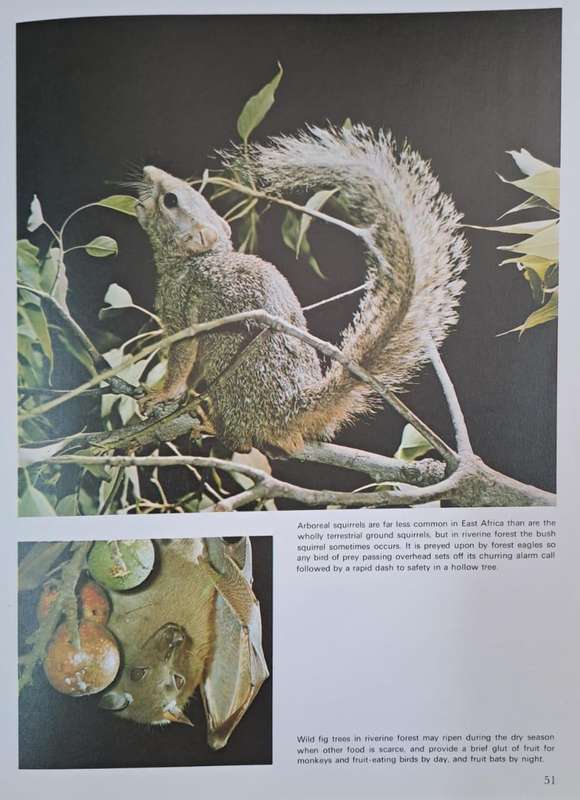 Animals of the African year the ecology of East Africa - Jane Burton (Hard cover with dj)