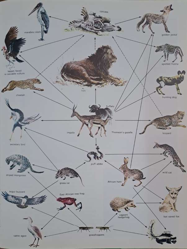 Animals of the African year the ecology of East Africa - Jane Burton (Hard cover with dj)