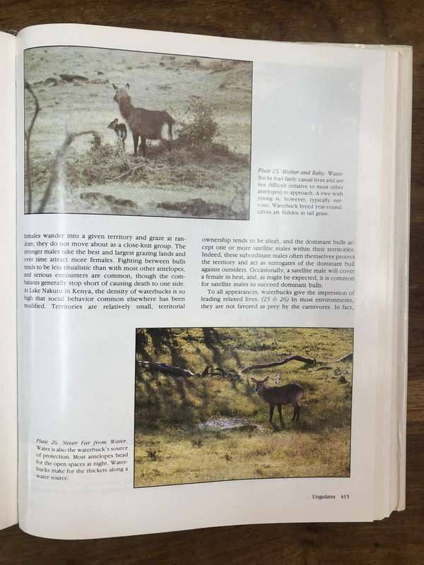 The African Safari - R Jay Fetner (Hardcover book with dj)