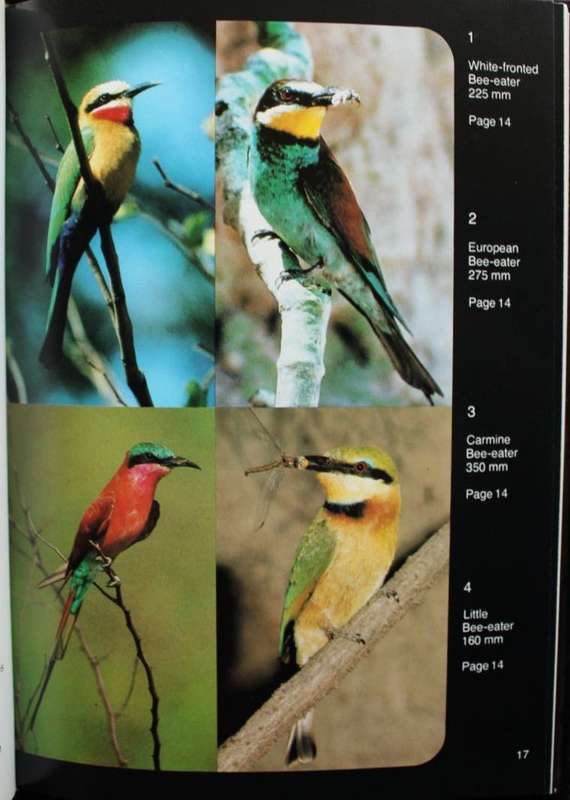 BIRDS OF BOTSWANA - PETER GINN