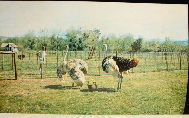OSTRICH COUNRTY - FAY GOLDIE - PHOTOS BY T.V. BULPIN