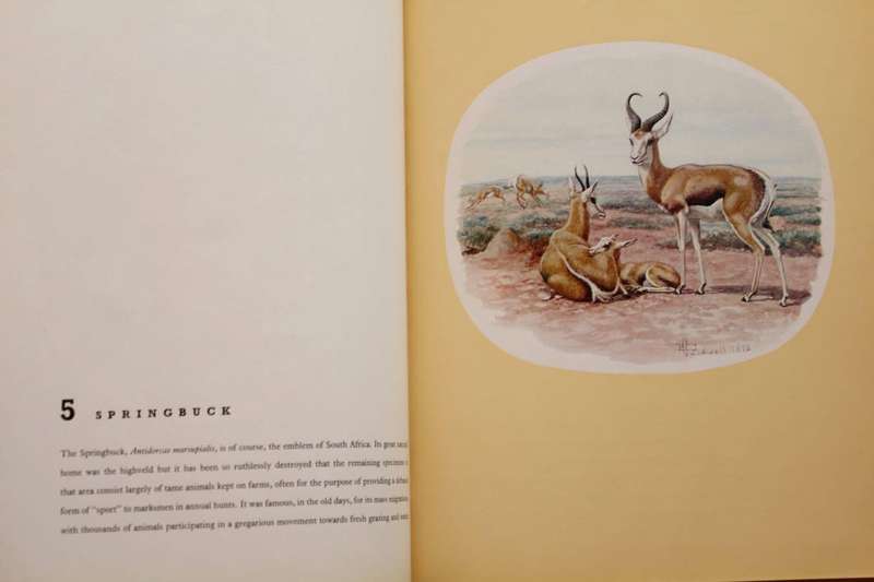 CALDWELL'S ANIMALS - WILLIAM FEHR (1962)