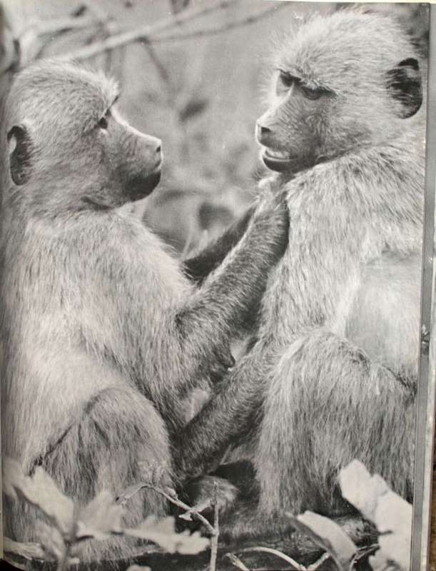 LET'S VISIT THE KRUGER PARK - R. BIGALKE (1961)