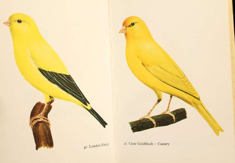 CANARIES IN COLOUR - GEORGE LYNCH